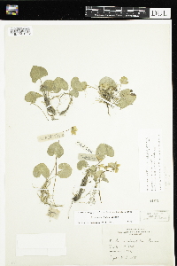 Viola nephrophylla image