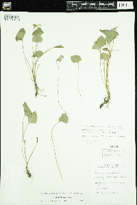 thumbnail image of current specimen