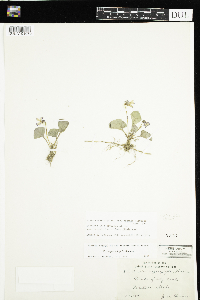 Viola nephrophylla image