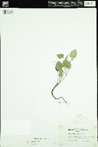 Viola adunca image