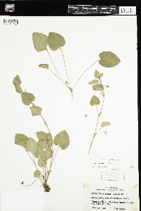 Viola adunca image