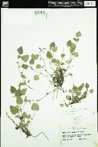 Viola adunca image