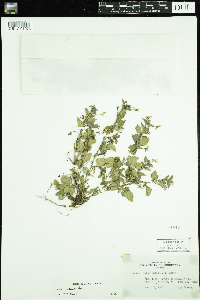 Viola adunca image