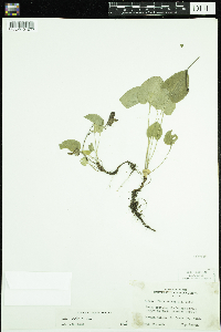Viola adunca image
