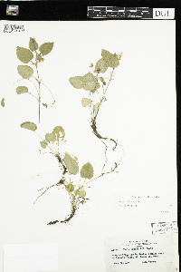 Viola adunca image