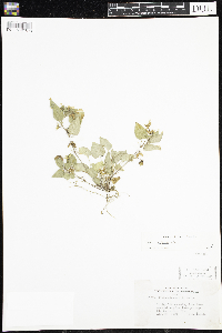 Viola adunca image