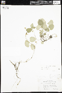 thumbnail image of current specimen