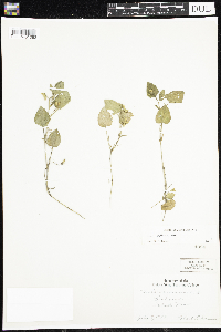Viola adunca image