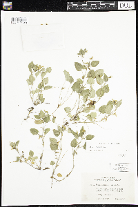 Viola adunca image