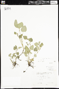 Viola adunca image