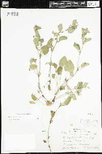 Viola adunca image