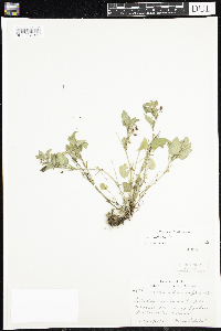 Viola adunca image
