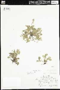 Viola adunca image