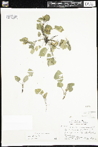 Viola adunca image