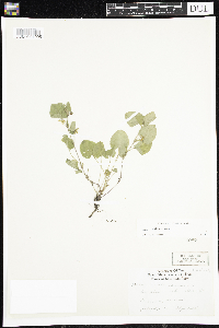 Viola adunca image