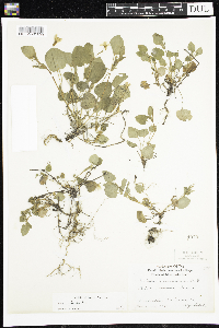 Viola adunca image