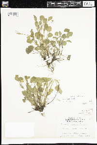 Viola adunca image