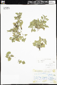Viola adunca image