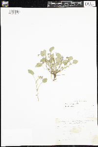 Viola adunca image