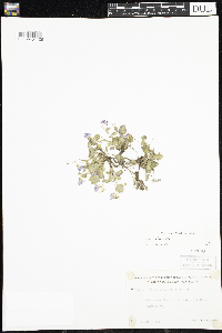 Viola adunca image