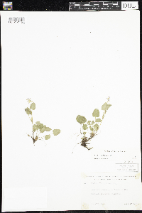 Viola adunca image