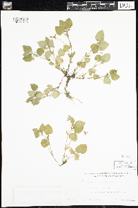 Viola adunca image