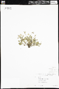 Viola adunca image