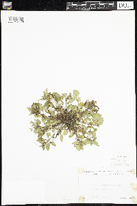 Viola adunca image