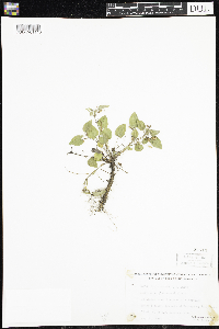 Viola adunca image