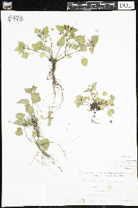 Viola adunca image