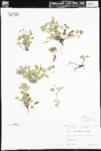 Viola adunca image