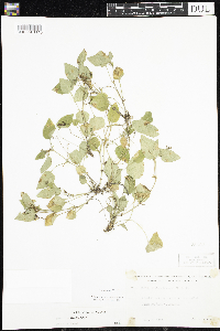 Viola adunca image