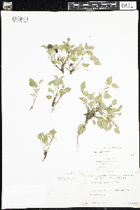 Viola adunca image