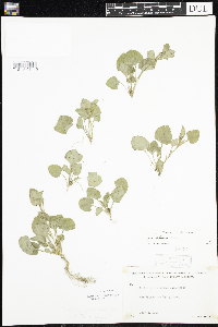 Viola adunca image