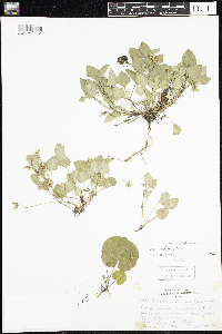Viola adunca image