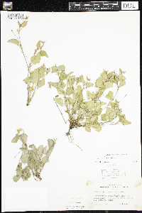 Viola adunca image