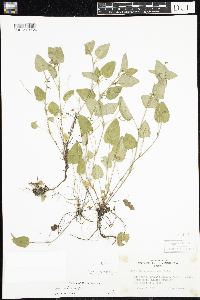 Viola adunca image