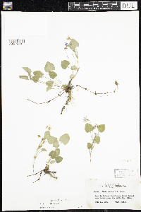 Viola adunca image