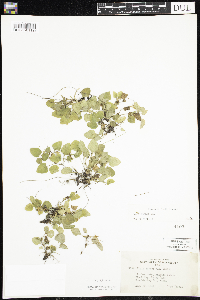 Viola adunca image