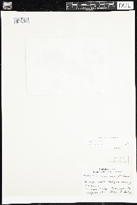 Viola adunca image