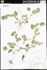 Viola adunca image