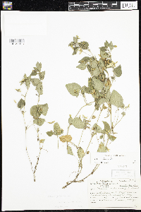 Viola adunca image