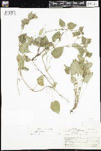Viola adunca image
