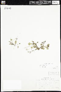 Viola adunca image