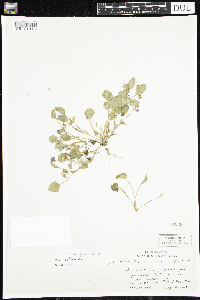 Viola adunca image