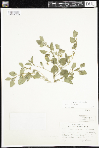 Viola adunca image