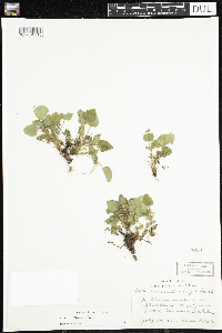Viola adunca image