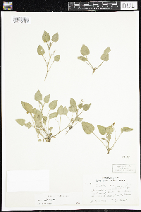 Viola adunca image