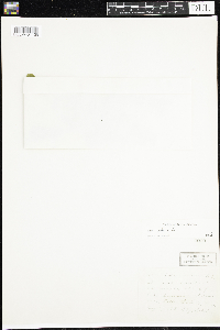 Viola adunca image