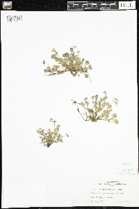 Viola adunca image